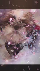 木村祐介ブリーダーからお迎えしたシーズー：愛(あん)ちゃん