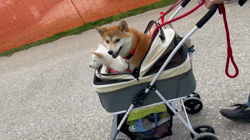 田中健一ブリーダーからお迎えした柴犬：ももこちゃん