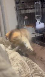 福井晴輝ブリーダーからお迎えしたブリティッシュショートヘア：きなこちゃん