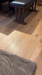 福井晴輝ブリーダーからお迎えしたブリティッシュショートヘア：きなこちゃん