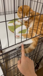 中村弥生ブリーダーからお迎えしたマンチカン：きなこちゃん