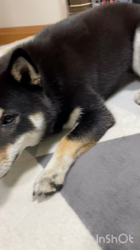 松本宗之ブリーダーからお迎えした柴犬：きらんちゃん