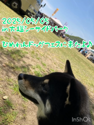 松本宗之ブリーダーからお迎えした柴犬：きらんちゃん