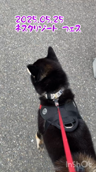 松本宗之ブリーダーからお迎えした柴犬：きらんちゃん