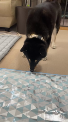 松本宗之ブリーダーからお迎えした柴犬：きらんちゃん