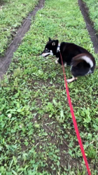 松本宗之ブリーダーからお迎えした柴犬：きらんちゃん