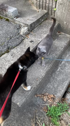 松本宗之ブリーダーからお迎えした柴犬：きらんちゃん