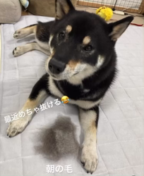 松本宗之ブリーダーからお迎えした柴犬：きらんちゃん