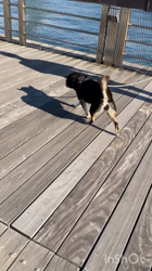 松本宗之ブリーダーからお迎えした柴犬：きらんちゃん