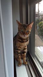 竹内美穂ブリーダーからお迎えしたベンガル：こじろうくん