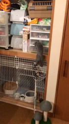 西野圭二ブリーダーからお迎えしたロシアンブルー：ラディくん