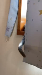 西野圭二ブリーダーからお迎えしたロシアンブルー：ラディくん