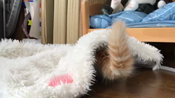 吉田真理子ブリーダーからお迎えしたノルウェージャンフォレストキャット：ルーシーちゃん