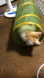 吉田真理子ブリーダーからお迎えしたノルウェージャンフォレストキャット：ルーシーちゃん