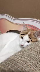 吉田真理子ブリーダーからお迎えしたノルウェージャンフォレストキャット：ルーシーちゃん