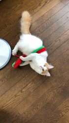 吉田真理子ブリーダーからお迎えしたノルウェージャンフォレストキャット：ルーシーちゃん