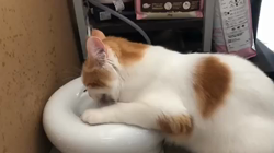 吉田真理子ブリーダーからお迎えしたノルウェージャンフォレストキャット：ルーシーちゃん