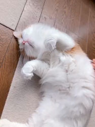 吉田真理子ブリーダーからお迎えしたノルウェージャンフォレストキャット：ルーシーちゃん