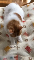 吉田真理子ブリーダーからお迎えしたノルウェージャンフォレストキャット：ルーシーちゃん