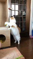 吉田真理子ブリーダーからお迎えしたノルウェージャンフォレストキャット：ルーシーちゃん