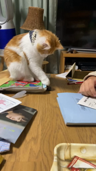 岩垣朋子ブリーダーからお迎えしたミヌエット：KOAコアくん