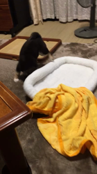 川田恵ブリーダーからお迎えした柴犬：もぐくん