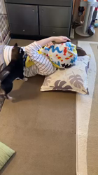 川田恵ブリーダーからお迎えした柴犬：もぐくん