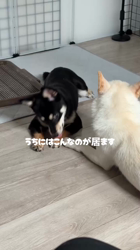 古月宏ブリーダーからお迎えした豆柴xチワワ：メロンちゃん