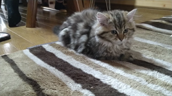 大西由衣ブリーダーからお迎えしたミヌエット：秋くん