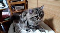 大西由衣ブリーダーからお迎えしたミヌエット：秋くん