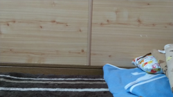 大西由衣ブリーダーからお迎えしたミヌエット：秋くん