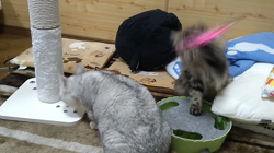 大西由衣ブリーダーからお迎えしたミヌエット：秋くん