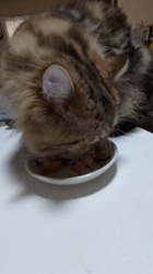 大西由衣ブリーダーからお迎えしたミヌエット：秋くん