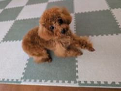 渡邊舞ブリーダーからお迎えしたトイプードル：こむぎちゃん