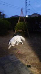 三井理佐ブリーダーからお迎えしたゴールデンレトリバー：はるちゃん