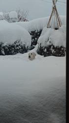 三井理佐ブリーダーからお迎えしたゴールデンレトリバー：はるちゃん