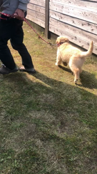 山内康裕ブリーダーからお迎えしたゴールデンレトリバー：さんたろうくん