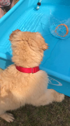 山内康裕ブリーダーからお迎えしたゴールデンレトリバー：さんたろうくん