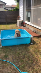 山内康裕ブリーダーからお迎えしたゴールデンレトリバー：さんたろうくん