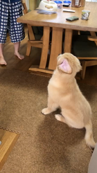 山内康裕ブリーダーからお迎えしたゴールデンレトリバー：さんたろうくん