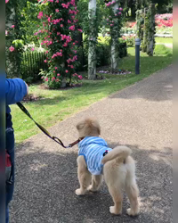 山内康裕ブリーダーからお迎えしたゴールデンレトリバー：さんたろうくん