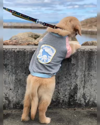 山内康裕ブリーダーからお迎えしたゴールデンレトリバー：さんたろうくん