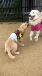 山内康裕ブリーダーからお迎えしたゴールデンレトリバー：さんたろうくん