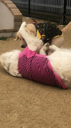 山内康裕ブリーダーからお迎えしたゴールデンレトリバー：さんたろうくん