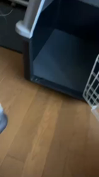 山内康裕ブリーダーからお迎えしたゴールデンレトリバー：さんたろうくん