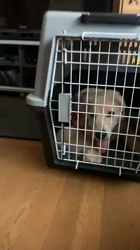 山内康裕ブリーダーからお迎えしたゴールデンレトリバー：さんたろうくん