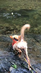 山内康裕ブリーダーからお迎えしたゴールデンレトリバー：さんたろうくん