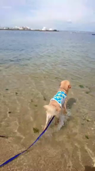 山内康裕ブリーダーからお迎えしたゴールデンレトリバー：さんたろうくん