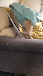 山内康裕ブリーダーからお迎えしたゴールデンレトリバー：さんたろうくん