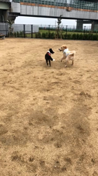 山内康裕ブリーダーからお迎えしたゴールデンレトリバー：さんたろうくん